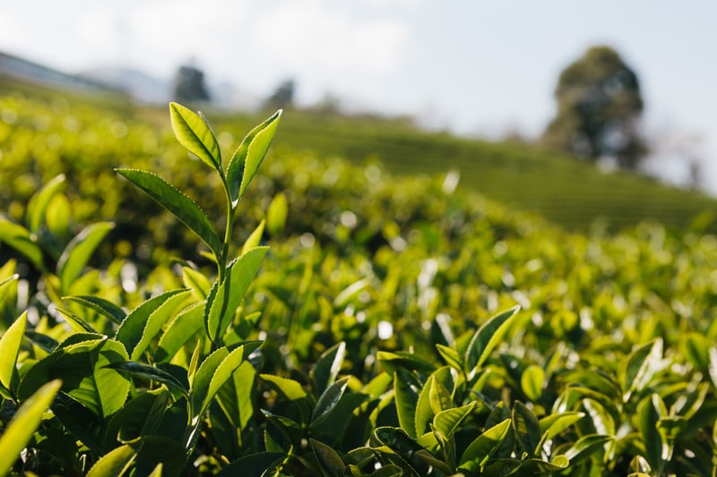 Green Tea